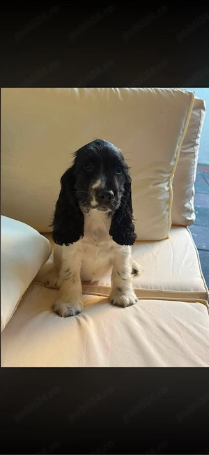 Cocker Spaniel multicolor fetita  - imagine 4
