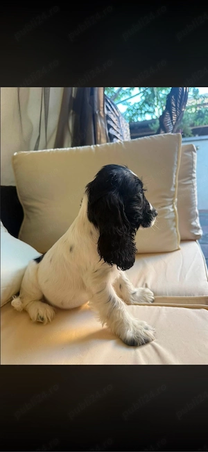 Cocker Spaniel multicolor fetita  - imagine 3
