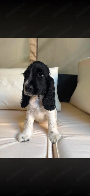 Cocker Spaniel multicolor fetita  - imagine 2