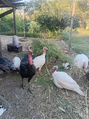 Păsări și iepuri de vânzare 