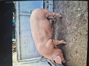 Vand porc castrat 120_130 kg