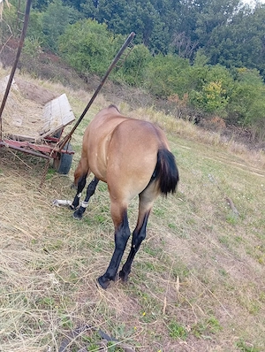 Vând mânză de 2 ani ne pusă la căruță este cuminte nu face nimic preț 7000 de lei  - imagine 3