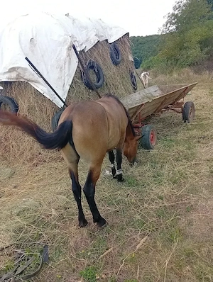 Vând mânză de 2 ani ne pusă la căruță este cuminte nu face nimic preț 700 de lei 