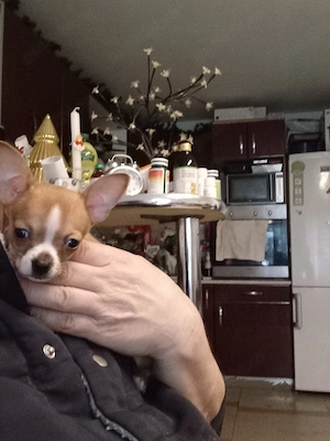 chihuahua. pui - imagine 2