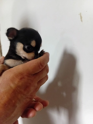 chihuahua. pui - imagine 3