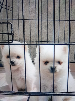 pomeranian   - imagine 4