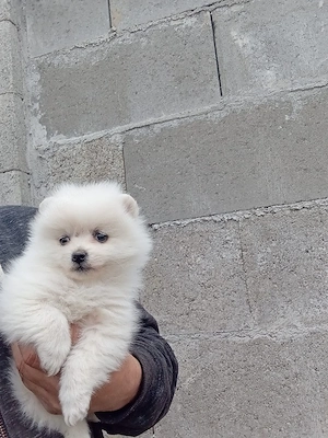 pomeranian   - imagine 2