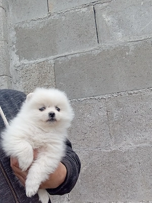 pomeranian   - imagine 5