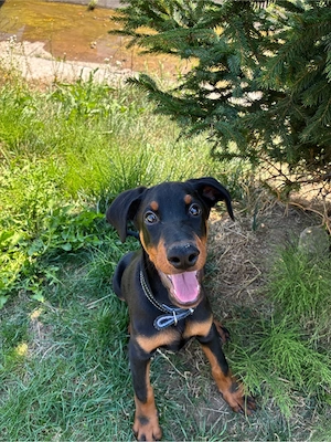 Dobermann 