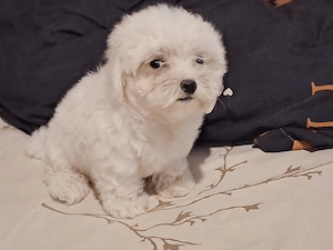 Bichon maltez toy fetițe - imagine 2