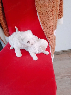 Bichon talie mica  - imagine 3