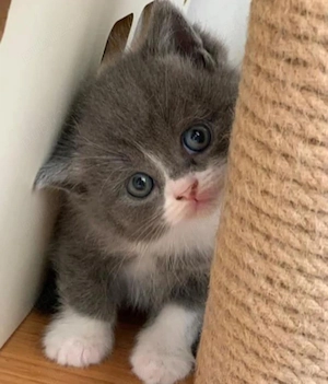 British Shorthair 