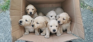 Pui Golden Retriever 