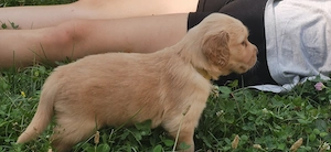 Pui Golden Retriever  - imagine 3