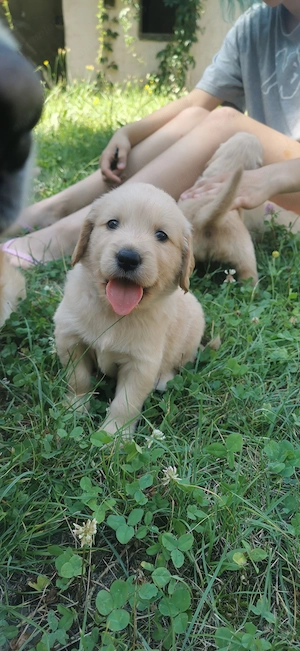 Pui Golden Retriever  - imagine 2
