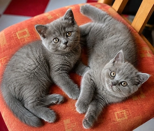 British Blue 9 săptămâni 