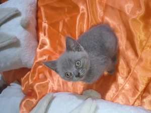 British shorthair blue - imagine 5