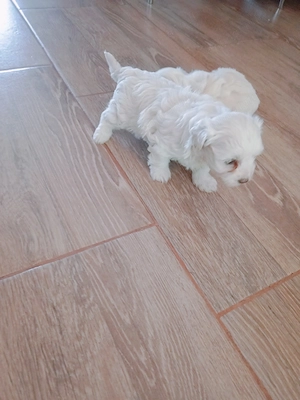 Bichon talie mica 3 băieți și o fetita - imagine 3
