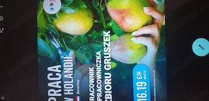 Se caută 2 cupluri pentru pere  - imagine 2