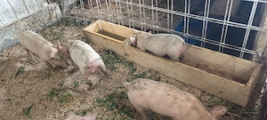 Purcei 7 săptămâni deparazitați.intarcati. - imagine 2