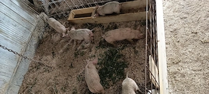 Purcei 7 săptămâni deparazitați.intarcati. - imagine 4