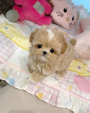 maltipoo mini toy  - imagine 2