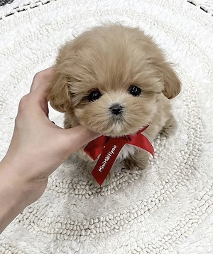 maltipoo mini toy apricot  - imagine 3