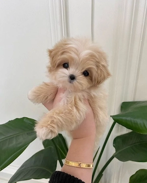 maltipoo mini toy apricot  - imagine 2