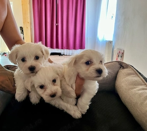 bichon maltez mini toy