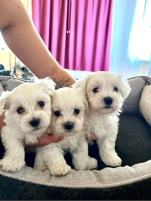 bichon maltez mini toy - imagine 2