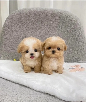 maltipoo mini toy apricot  - imagine 4