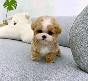 maltipoo mini toy apricot  - imagine 3