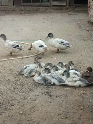De vânzare boboci rață streckhi 