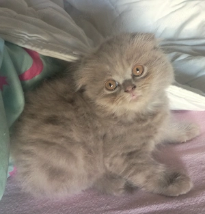 Pisoi Scottish fold  - imagine 3