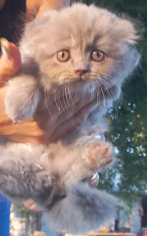 Pisoi Scottish fold 
