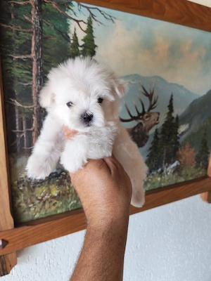fetiță de bichon maltez 2 luni 