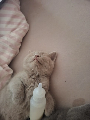 pui pisica british shorthair  - imagine 2