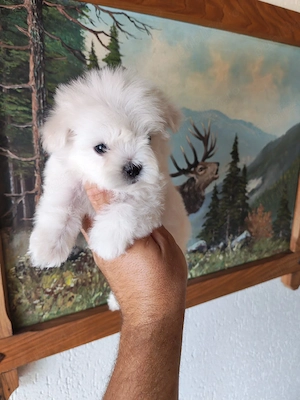 fetiță de bichon maltez 2 luni  - imagine 3