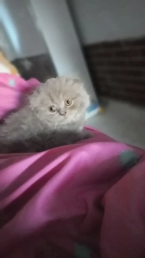 Pisoi Scottish fold  - imagine 2
