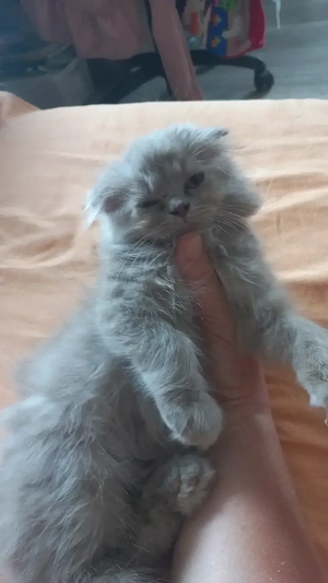 Pisoi Scottish fold  - imagine 4