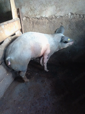 purcica de vanzare 