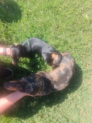 Mascul teckel cauta partenera