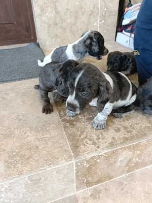 teckel mini arlechin merle tekel pititic  - imagine 4