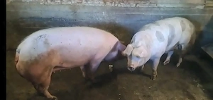 Vând porci rasa de carne 