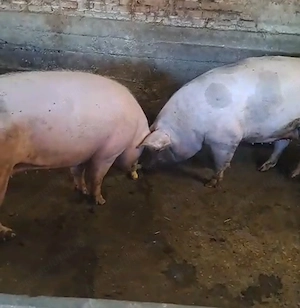 Vând porci rasa de carne 