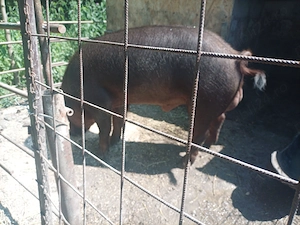 De vanzare vier duroc, sanatos si bun de monta, cantarind aprox 200 kg - imagine 2