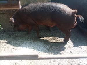 De vanzare vier duroc, sanatos si bun de monta, cantarind aprox 200 kg - imagine 4