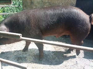 De vanzare vier duroc, sanatos si bun de monta, cantarind aprox 200 kg - imagine 3