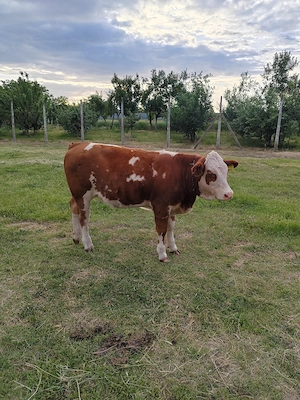 Vând o vitea bălțată de 10 luni 
