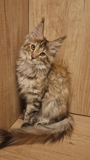 Fetiță Maine Coon 